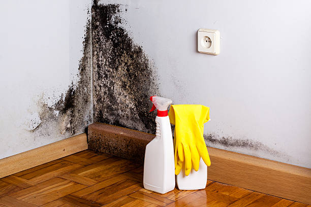 Best Mold Removal Process  in Quartzsite, AZ
