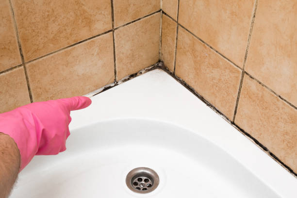 Attic Mold Removal in Quartzsite, AZ
